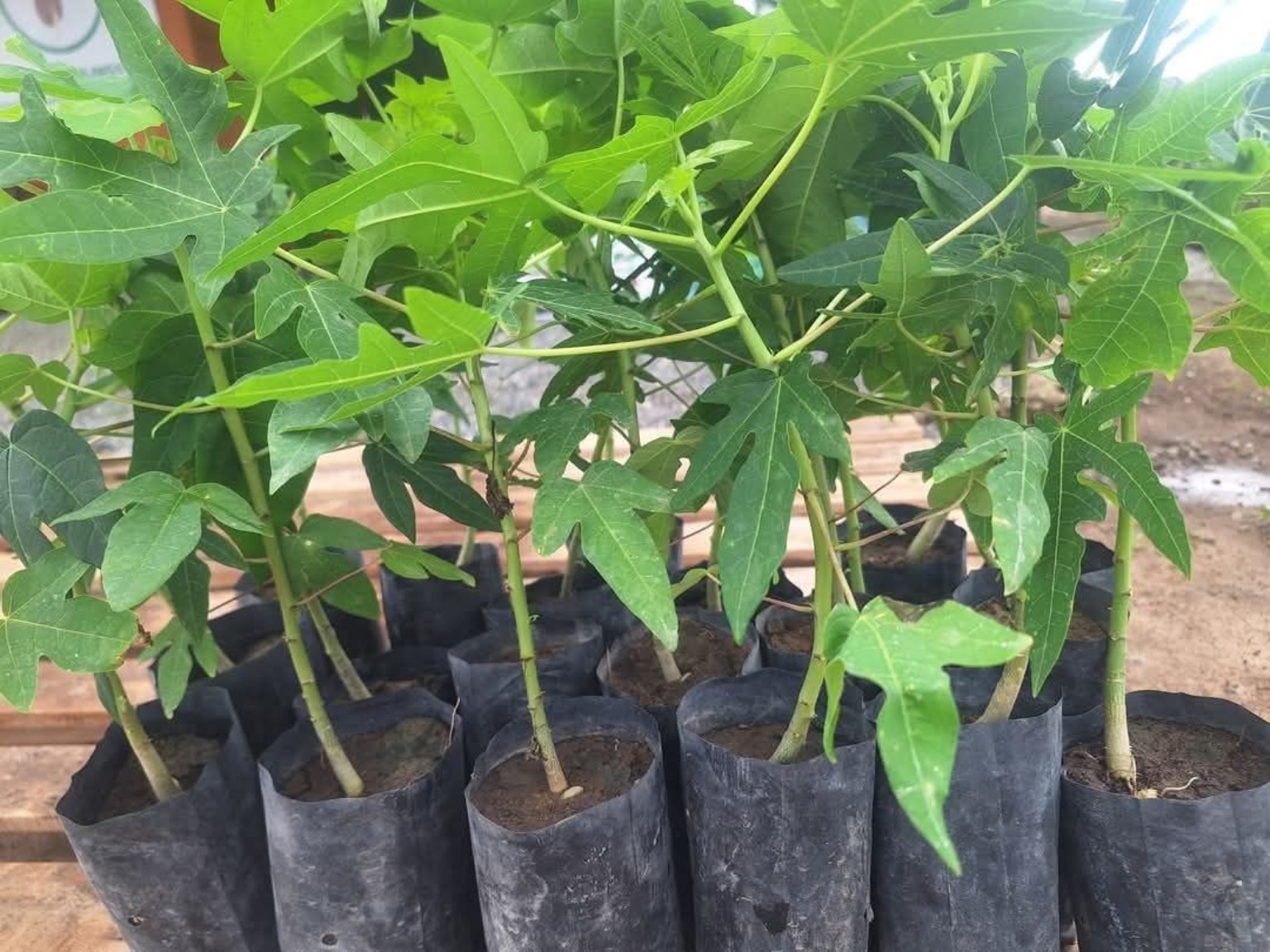 Dwarf Papaya seedlings at the nursery