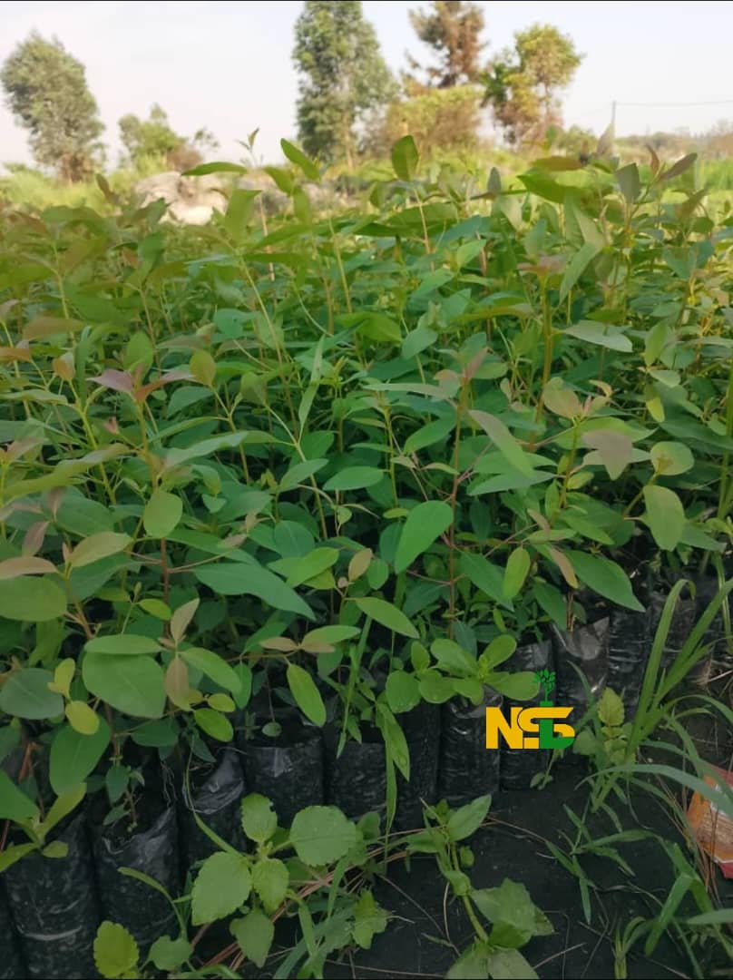 Eucalyptus Seedlings seedlings at the nursery