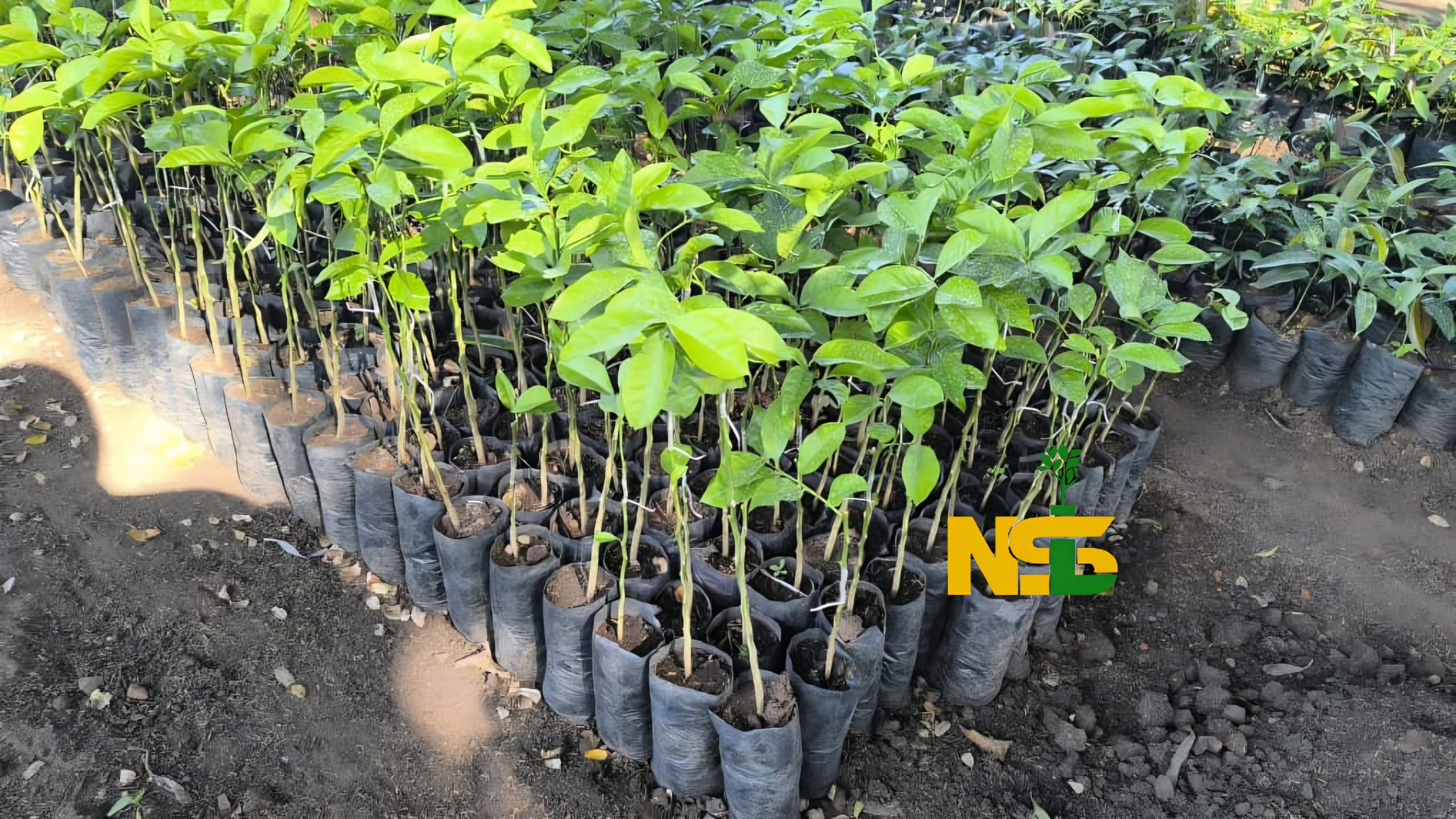 Eureka Lemons seedlings at the nursery