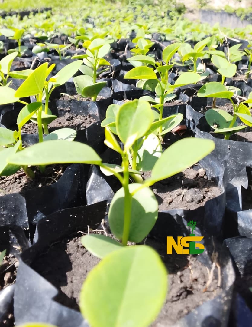 Gliricidia seedlings at the nursery