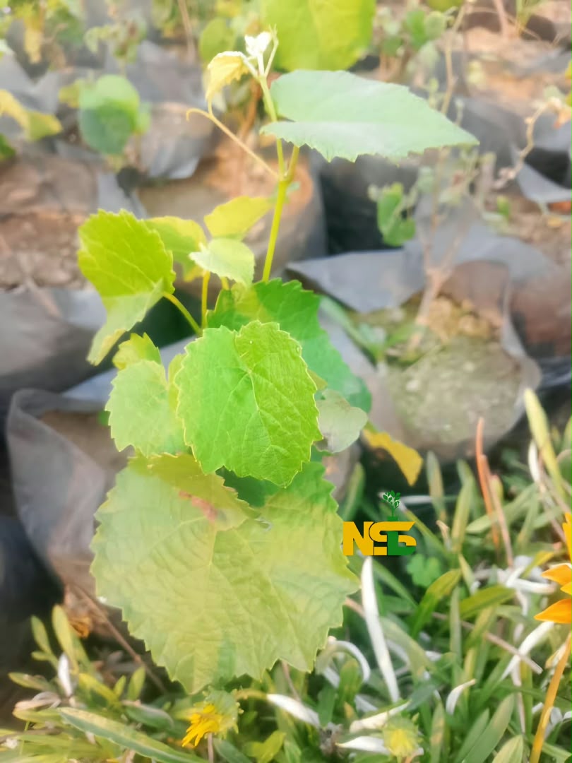 Grapes seedlings at the nursery