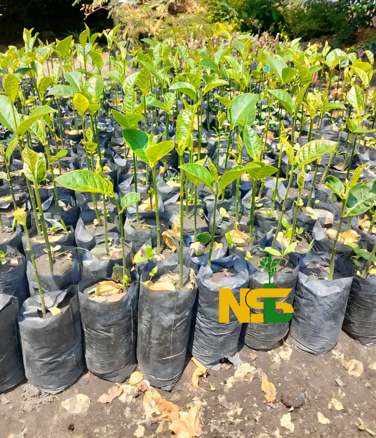 Jackfruit seedlings at the nursery