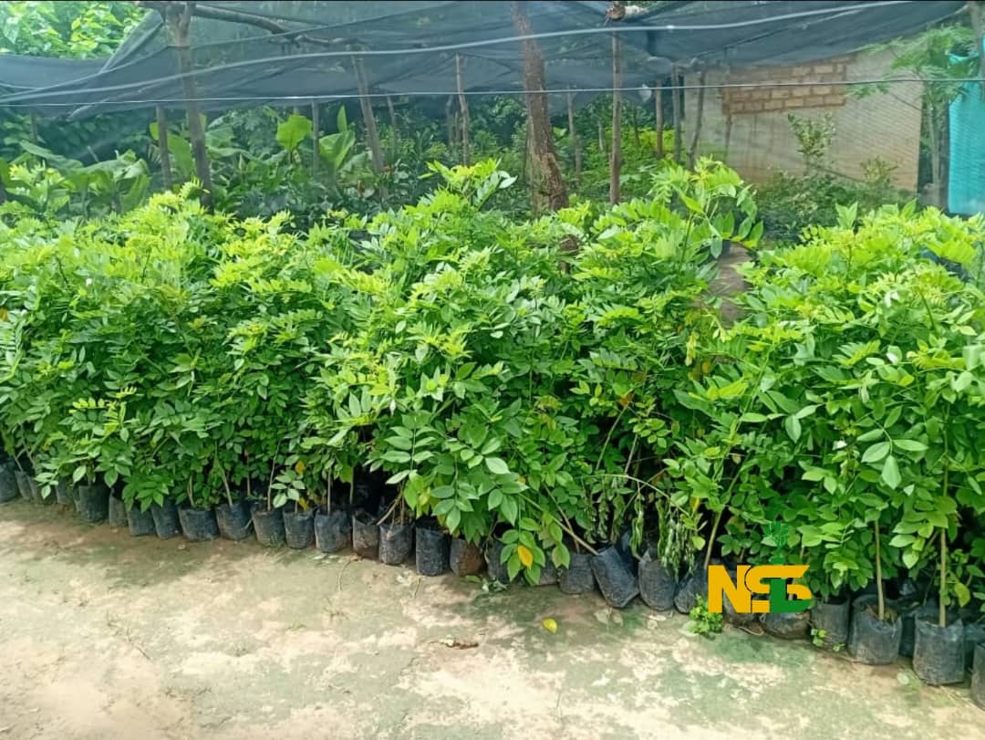 Leucaena seedlings at the nursery