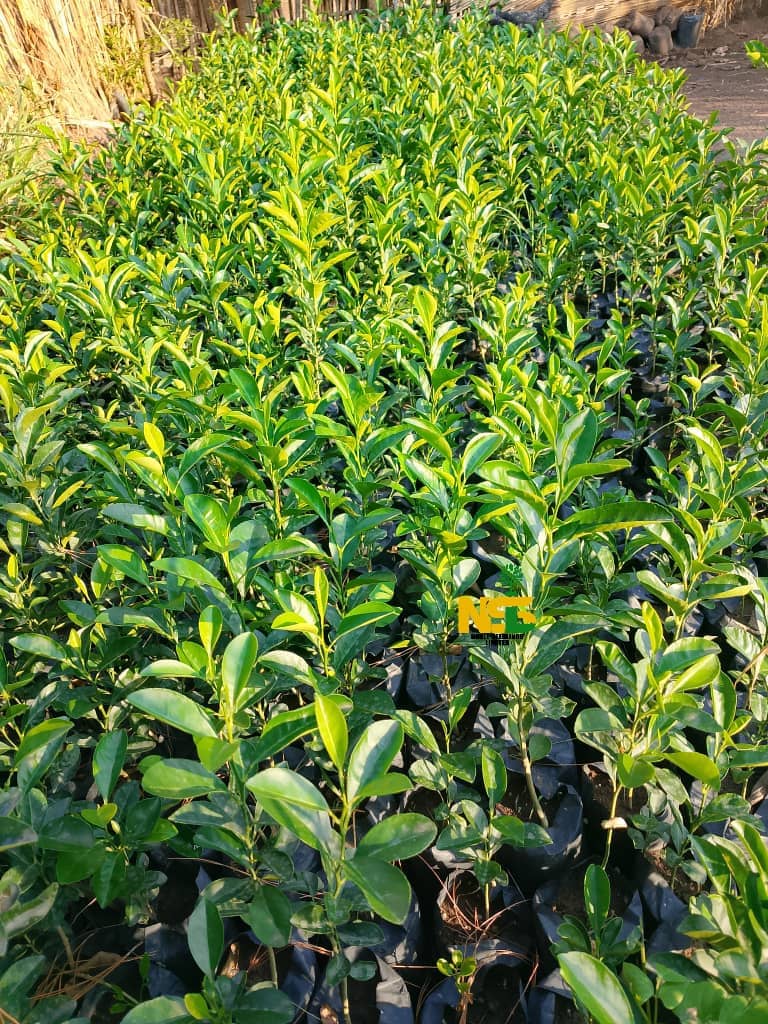 Local Lemons seedlings at the nursery