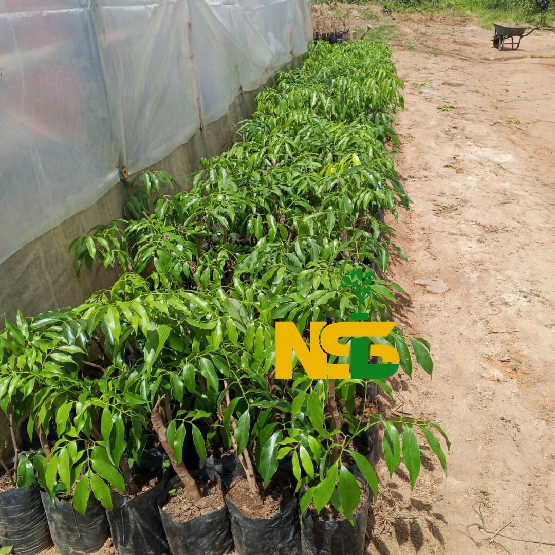 Lychees seedlings at the nursery