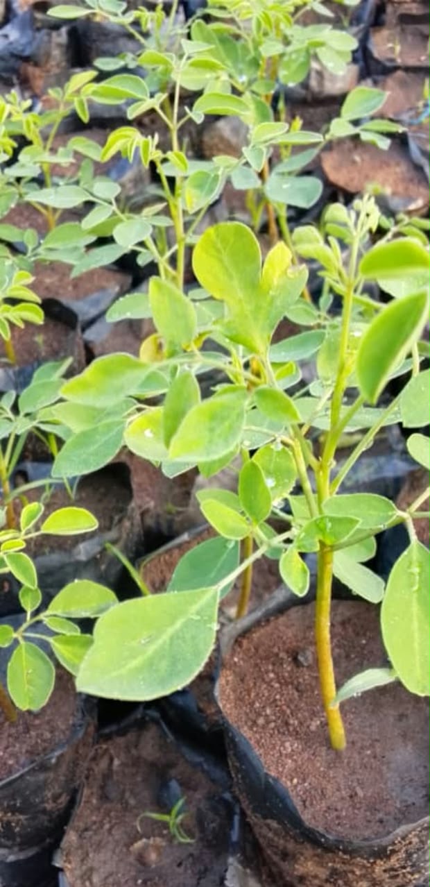 Moringa seedlings at the nursery