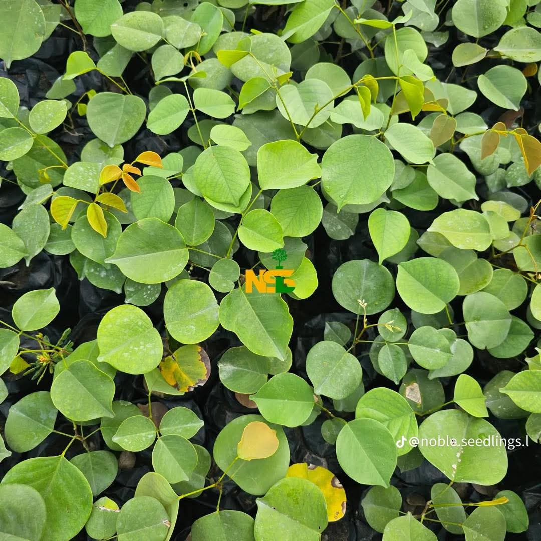 Mukula Tree seedlings at the nursery