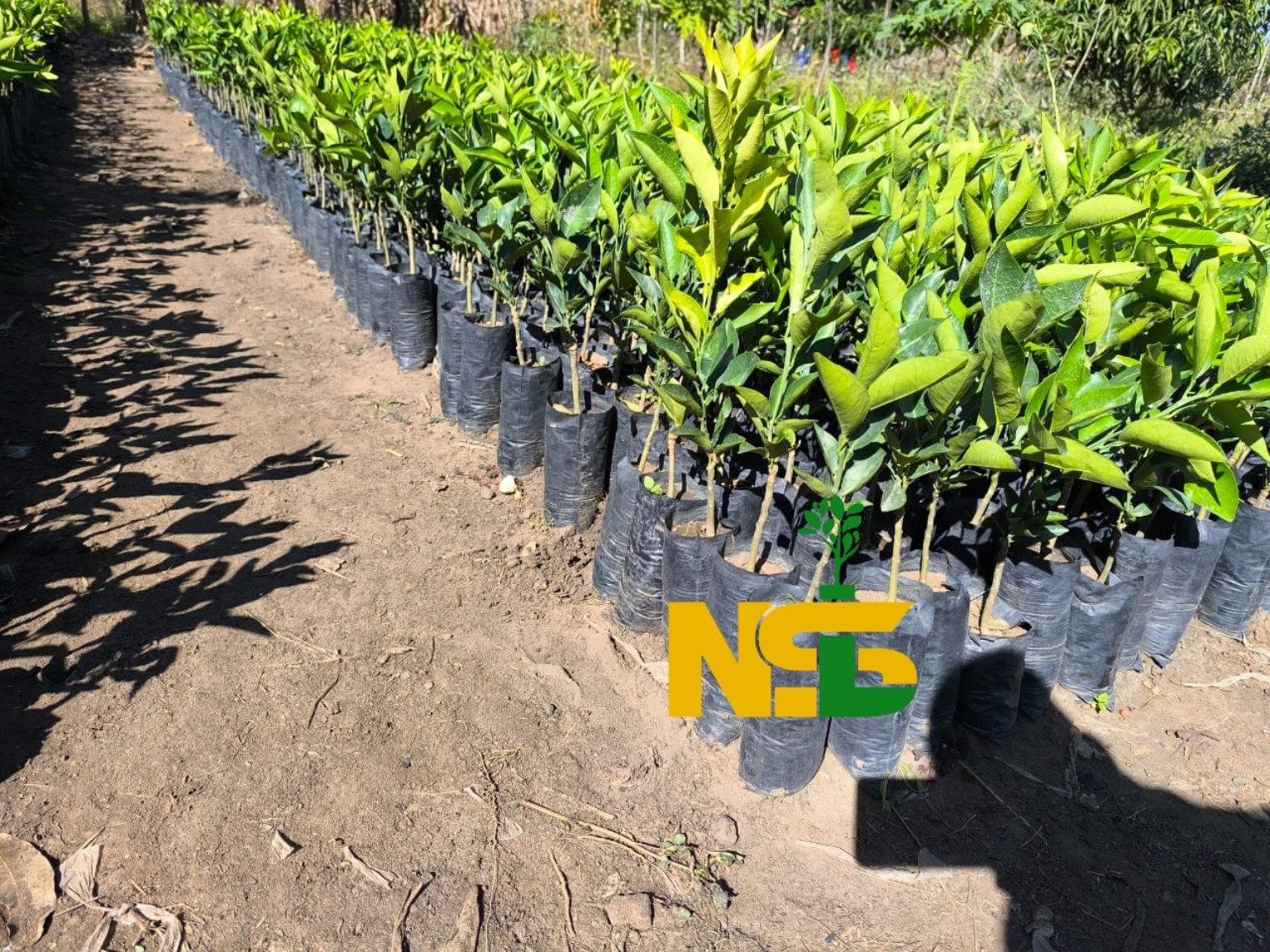 Washington Oranges seedlings at the nursery