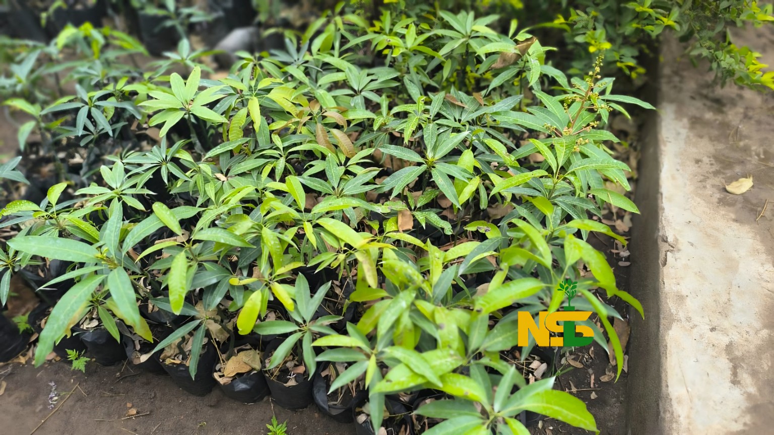 Tommy Mangoes seedlings at the nursery