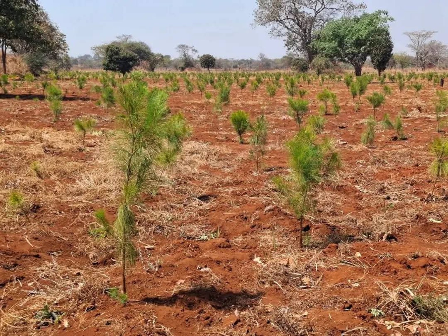 Plantation establishment at Noble Seedlings Limited