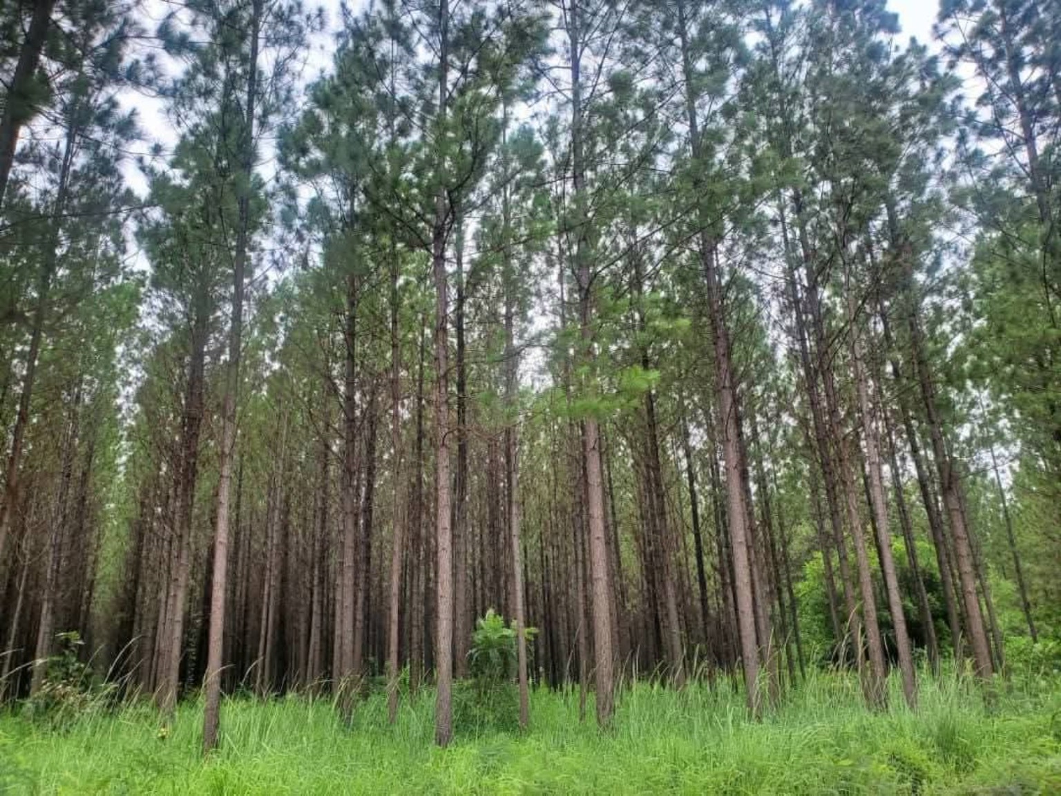 Forestry consultancy at Noble Seedlings Limited