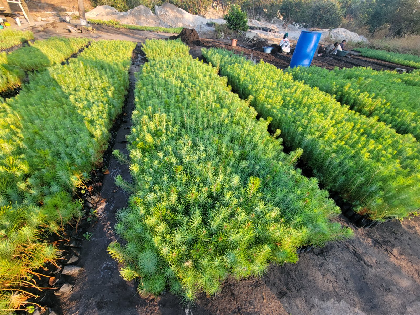 Pine seedlings at the nursery